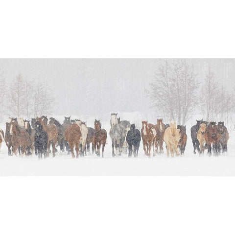 Large herd of horses during a horse roundup in winter-Kalispell-Montana Black Modern Wood Framed Art Print by Jones, Adam