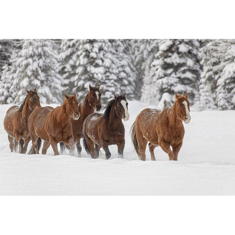 Horses running through fresh snow during roundup-Kalispell-Montana Black Modern Wood Framed Art Print by Jones, Adam