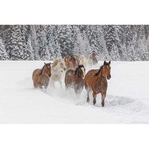 Horses running through fresh snow during roundup-Kalispell-Montana Black Modern Wood Framed Art Print with Double Matting by Jones, Adam