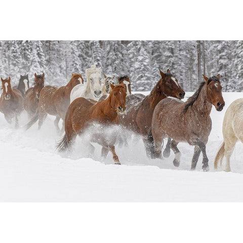 Horses running through fresh snow during roundup-Kalispell-Montana Black Modern Wood Framed Art Print by Jones, Adam