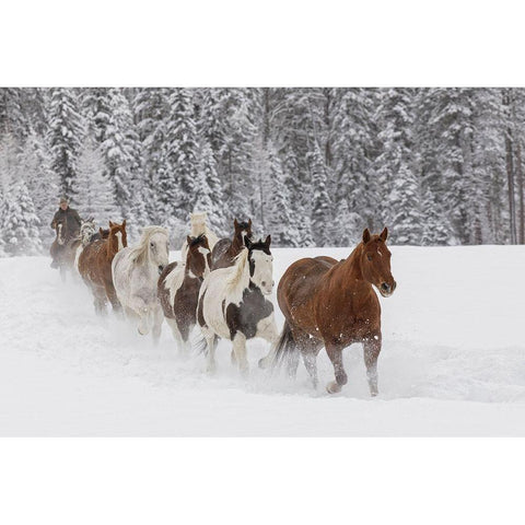 Horses running through fresh snow during roundup-Kalispell-Montana Black Modern Wood Framed Art Print by Jones, Adam