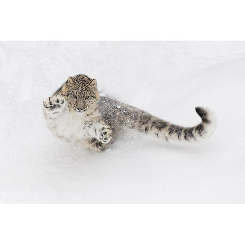 Snow leopard-Panthera uncia controlled situation-Montana White Modern Wood Framed Art Print by Jones, Adam