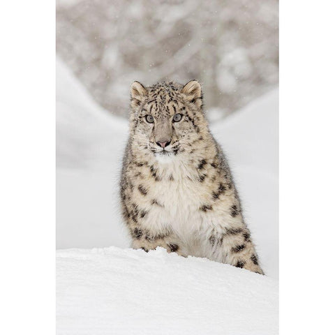 Snow leopard-Panthera uncia controlled situation-Montana Black Modern Wood Framed Art Print with Double Matting by Jones, Adam