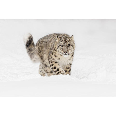 Snow leopard-Panthera uncia controlled situation-Montana Gold Ornate Wood Framed Art Print with Double Matting by Jones, Adam