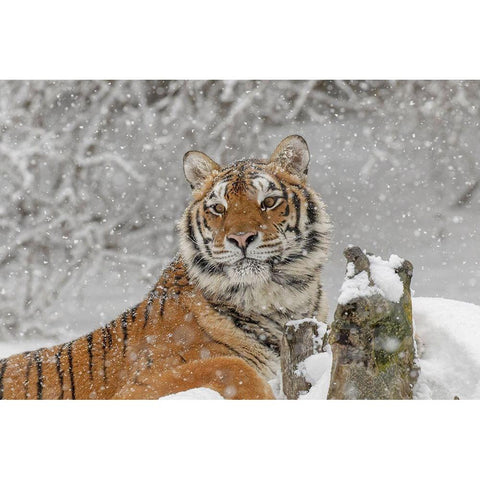 Siberian tiger in winter-Panthera tigris Tigris controlled situation-Montana Black Modern Wood Framed Art Print by Jones, Adam