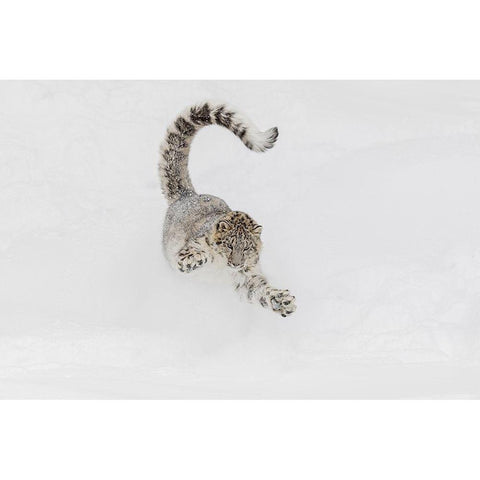Snow leopard-running through snow-Panthera uncia controlled situation-Montana Black Modern Wood Framed Art Print by Jones, Adam
