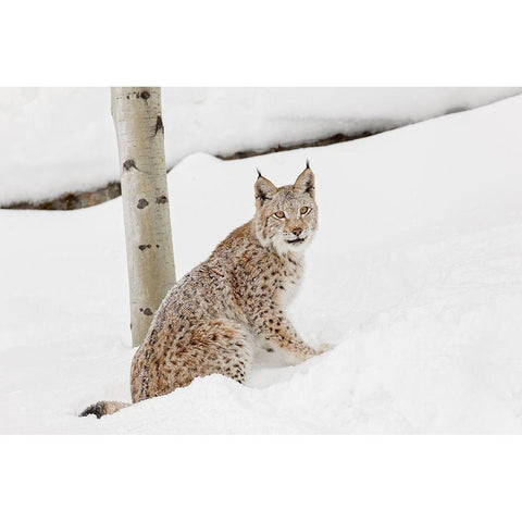 Siberian lynx in winter-Lynx lynx Wrangel controlled situation White Modern Wood Framed Art Print by Jones, Adam