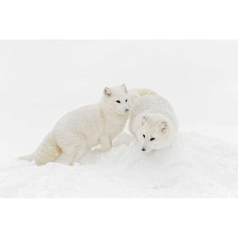 Arctic fox in winter coat on snow-Vulpes lagopus-controlled situation White Modern Wood Framed Art Print by Jones, Adam