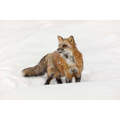 Red fox in fresh winter snow-Vulpes vulpes-controlled situation-Montana Gold Ornate Wood Framed Art Print with Double Matting by Jones, Adam