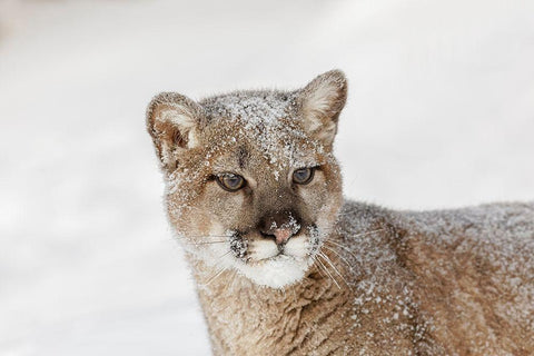 Juvenile mountain lion in deep winter snow-controlled situation-Montana-Puma concolor White Modern Wood Framed Art Print with Double Matting by Jones, Adam