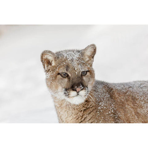 Juvenile mountain lion in deep winter snow-controlled situation-Montana-Puma concolor Black Modern Wood Framed Art Print by Jones, Adam