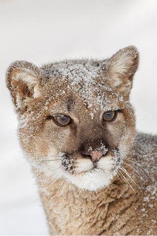 Juvenile mountain lion in deep winter snow-controlled situation-Montana-Puma concolor White Modern Wood Framed Art Print with Double Matting by Jones, Adam