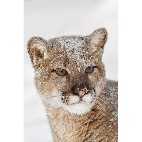 Juvenile mountain lion in deep winter snow-controlled situation-Montana-Puma concolor Black Modern Wood Framed Art Print by Jones, Adam