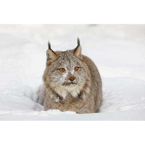 Eurasian lynx in winter-controlled situation-Lynx lynx Gold Ornate Wood Framed Art Print with Double Matting by Jones, Adam