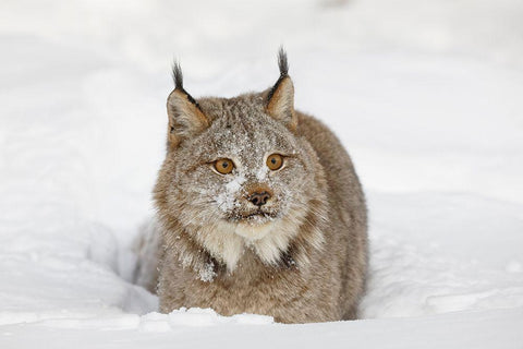 Eurasian lynx in winter-controlled situation-Lynx lynx White Modern Wood Framed Art Print with Double Matting by Jones, Adam