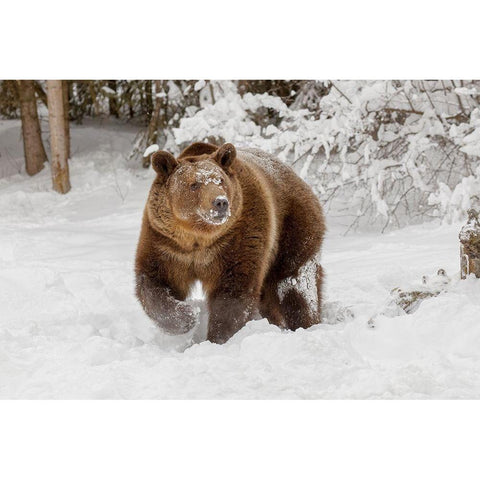 Grizzly bear in deep winter snow-Ursus arctic-controlled situation-Montana Black Modern Wood Framed Art Print by Jones, Adam