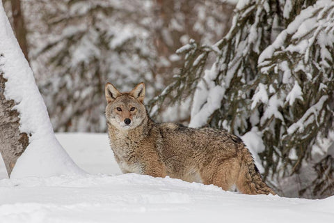 Coyote in deep winter snow-Canis latrans-controlled situation-Montana Black Ornate Wood Framed Art Print with Double Matting by Jones, Adam