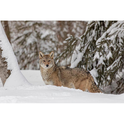 Coyote in deep winter snow-Canis latrans-controlled situation-Montana Black Modern Wood Framed Art Print with Double Matting by Jones, Adam