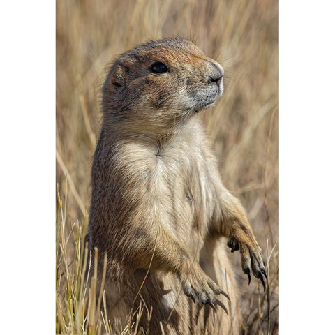Black-tailed prairie dog-Greycliff Prairie Dog Town State Park-near Livingston-Montana Black Modern Wood Framed Art Print by Jones, Adam
