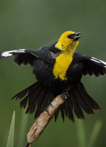 MT, Great Falls Yellow-headed blackbird sings White Modern Wood Framed Art Print with Double Matting by Morris, Arthur