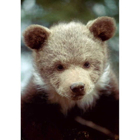Montana, Rescued grizzly bear cub White Modern Wood Framed Art Print by Zuckerman, Jim
