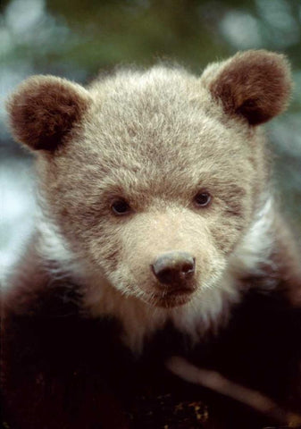 Montana, Rescued grizzly bear cub Black Ornate Wood Framed Art Print with Double Matting by Zuckerman, Jim