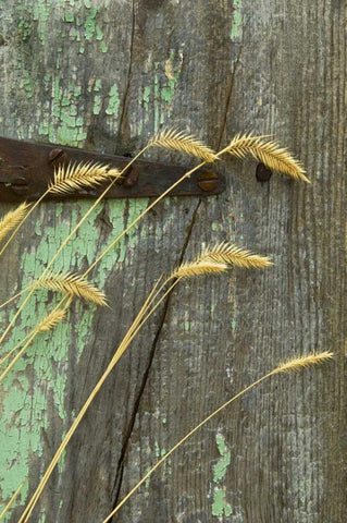 USA, Montana Grasses on old fence of a homestead White Modern Wood Framed Art Print with Double Matting by Rotenberg, Nancy