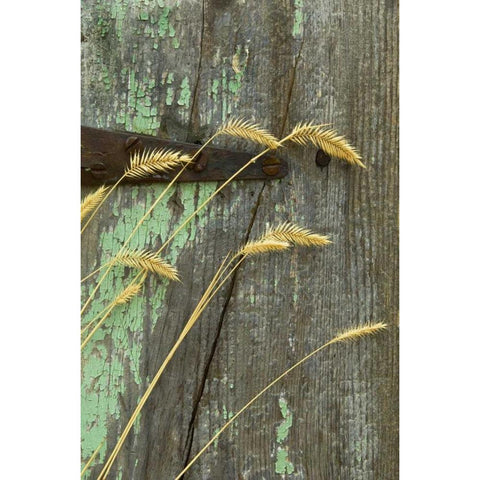 USA, Montana Grasses on old fence of a homestead Black Modern Wood Framed Art Print with Double Matting by Rotenberg, Nancy