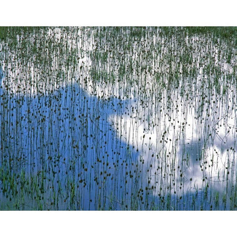 MT, Glacier NP Reflection of teasels and clouds White Modern Wood Framed Art Print by Terrill, Steve