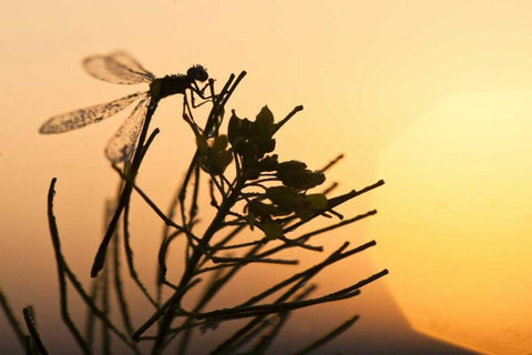 MT, Lee Metcalf NWR Silhouette of damselfly White Modern Wood Framed Art Print with Double Matting by Rotenberg, Nancy