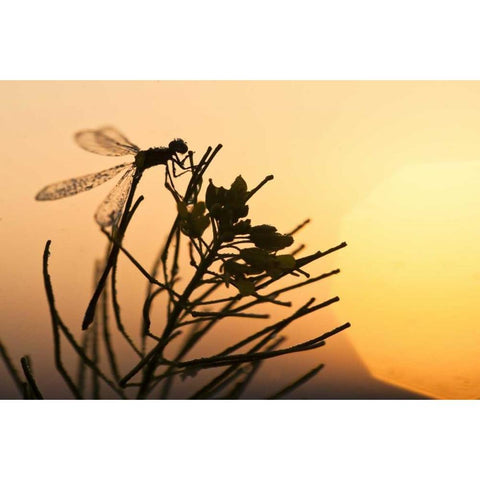 MT, Lee Metcalf NWR Silhouette of damselfly Black Modern Wood Framed Art Print with Double Matting by Rotenberg, Nancy