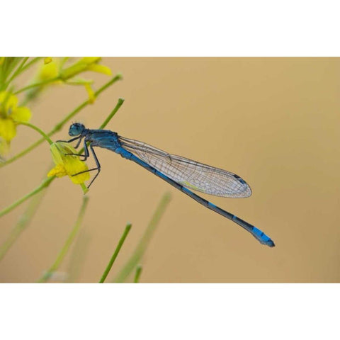 MT, Lee Metcalf NWR Blue damselfly on plant Gold Ornate Wood Framed Art Print with Double Matting by Rotenberg, Nancy