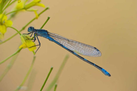 MT, Lee Metcalf NWR Blue damselfly on plant Black Ornate Wood Framed Art Print with Double Matting by Rotenberg, Nancy