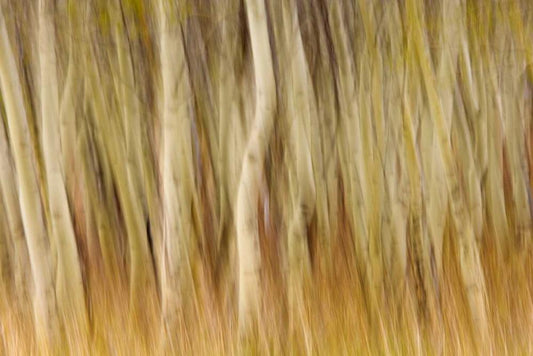 Image Only