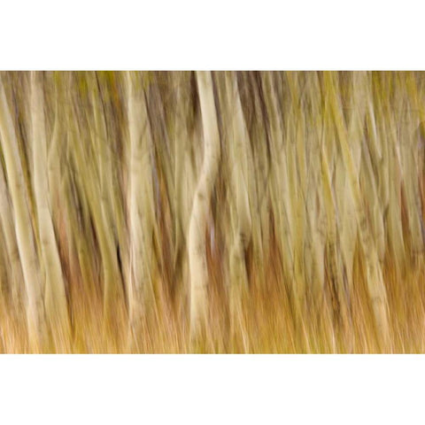 USA, Montana Abstract of aspen forest Black Modern Wood Framed Art Print by Paulson, Don