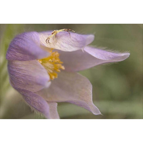 MT, Crab spider on a pasque flower White Modern Wood Framed Art Print by Paulson, Don