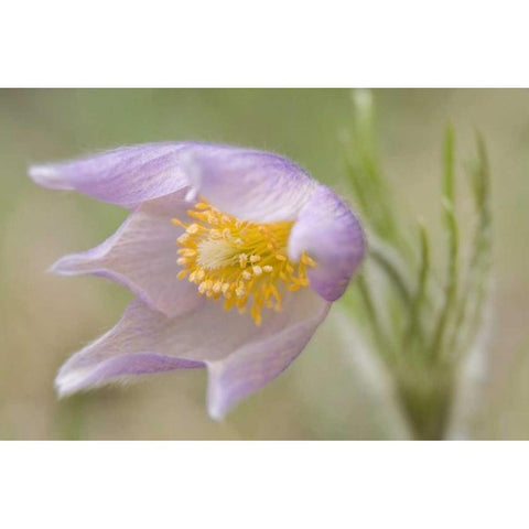 Montana, Pine Butte Guest Ranch Pasque flower Black Modern Wood Framed Art Print by Paulson, Don