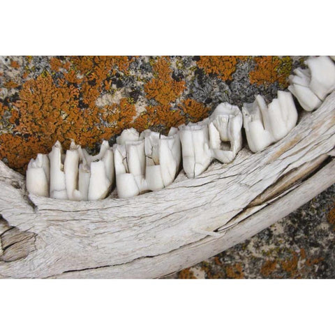 MT Weathered jaw bone of deer and lichen on rock Black Modern Wood Framed Art Print by Paulson, Don