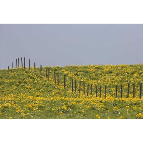 MT, Rocky Mts Balsamroot in field with fence Gold Ornate Wood Framed Art Print with Double Matting by Paulson, Don