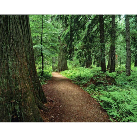 MT, Kootenai NF Trail amid ferns and cedar trees Black Modern Wood Framed Art Print by Flaherty, Dennis