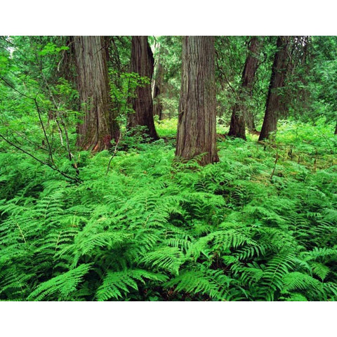 MT, Kootenai NF, Lush ferns and cedar trees White Modern Wood Framed Art Print by Flaherty, Dennis
