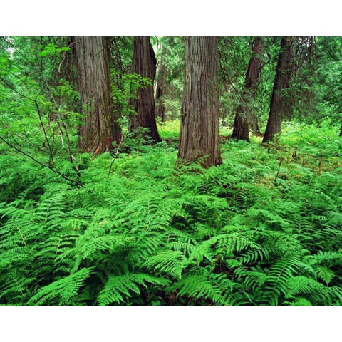 MT, Kootenai NF, Lush ferns and cedar trees Black Modern Wood Framed Art Print with Double Matting by Flaherty, Dennis