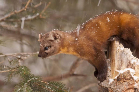 USA, Montana Pine marten, Martes americana Black Ornate Wood Framed Art Print with Double Matting by Illg, Cathy and Gordon