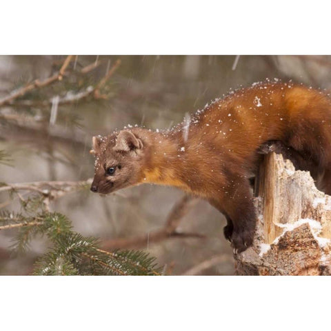 USA, Montana Pine marten, Martes americana Black Modern Wood Framed Art Print by Illg, Cathy and Gordon