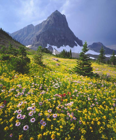 Montana, Glacier NP Wildflowers White Modern Wood Framed Art Print with Double Matting by Talbot Frank, Christopher