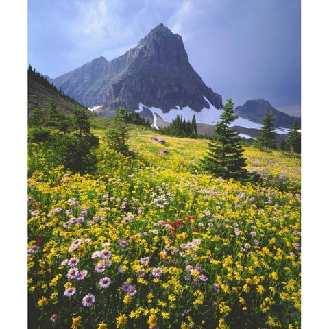 Montana, Glacier NP Wildflowers Black Modern Wood Framed Art Print by Talbot Frank, Christopher