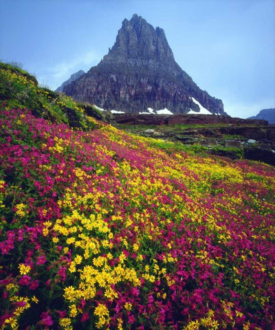 USA, Montana, Glacier NP Wildflowers in summer White Modern Wood Framed Art Print with Double Matting by Talbot Frank, Christopher