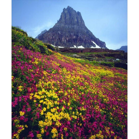 USA, Montana, Glacier NP Wildflowers in summer Black Modern Wood Framed Art Print by Talbot Frank, Christopher