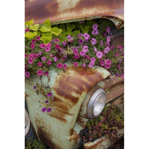 MT, Columbia Falls Petunias growing from a car Gold Ornate Wood Framed Art Print with Double Matting by Grall, Don