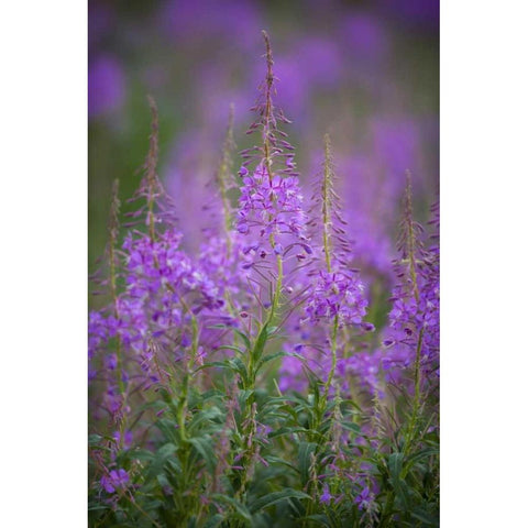 USA, Montana, Glacier NP Wild fireweed blossoms White Modern Wood Framed Art Print by Grall, Don